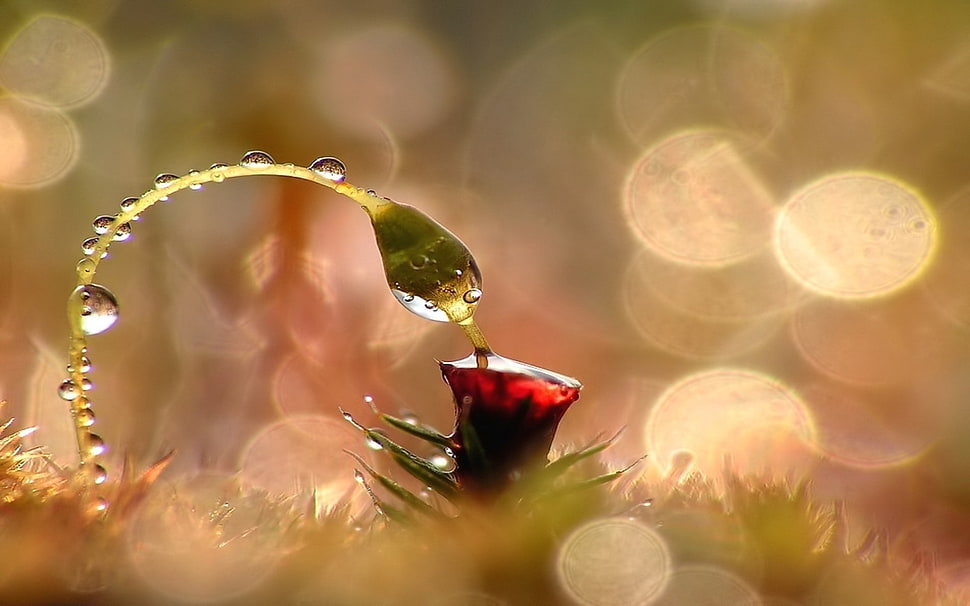 shallow focus photography of wet red rose HD wallpaper
